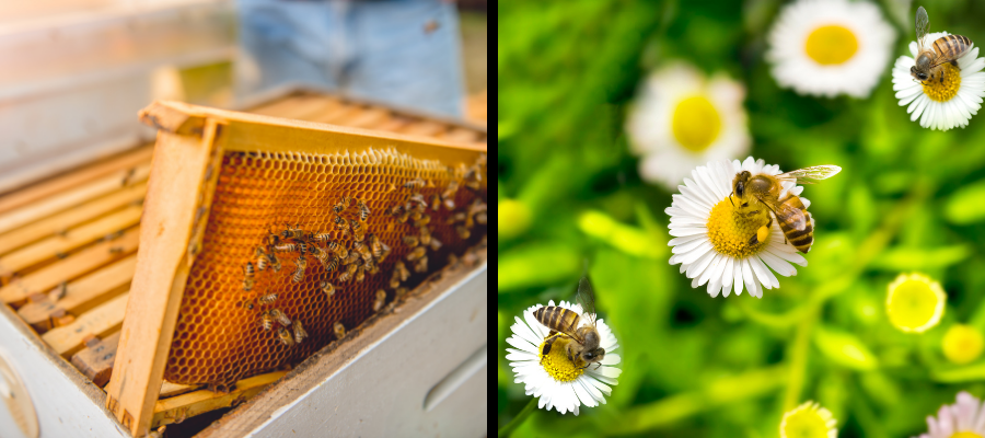 Come diventare apicoltore